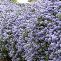 Ceanothus impressus victoria, ceanothus x pallidus - Ceanothus-Sammlung (x2) - Ceanothus - Kalifornischer Flieder