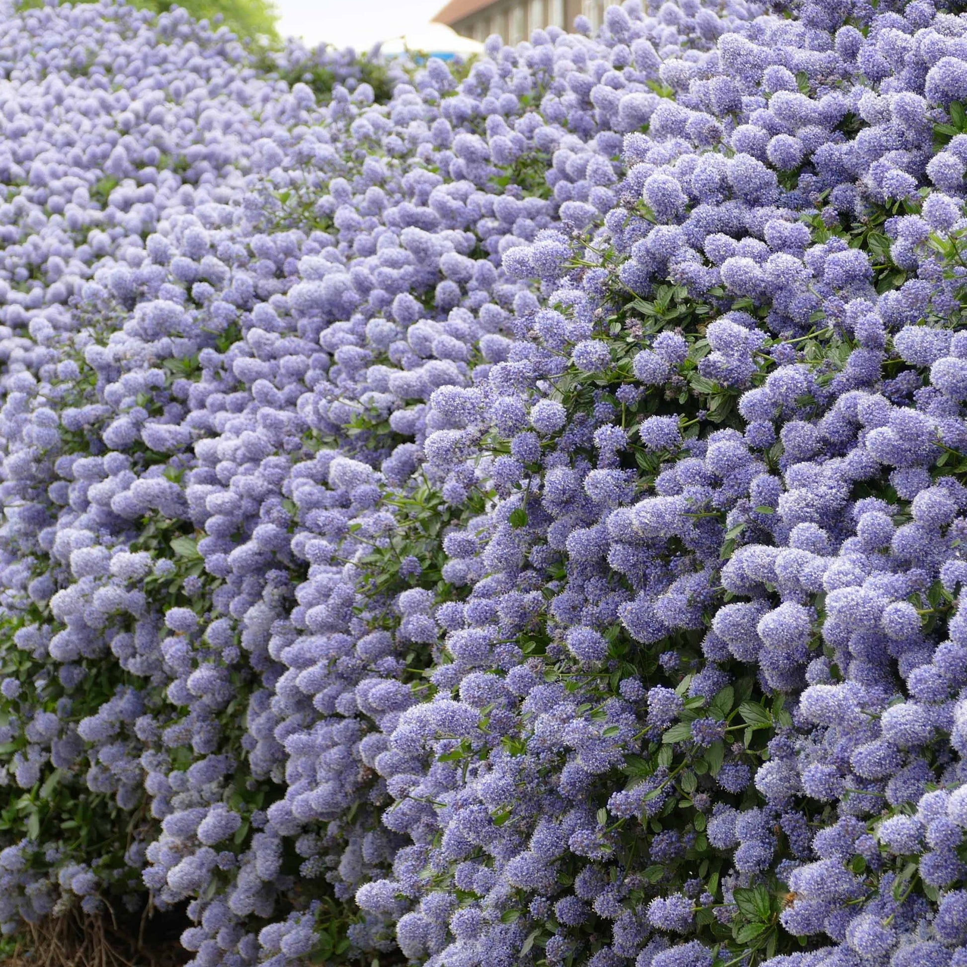 Ceanothus impressus victoria, ceanothus x pallidus - Ceanothus-Sammlung (x2) - Ceanothus - Kalifornischer Flieder