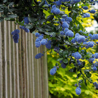 Ceanothus - Kalifornischer Flieder - Säckelblume Victoria - Ceanothus impressus Victoria
