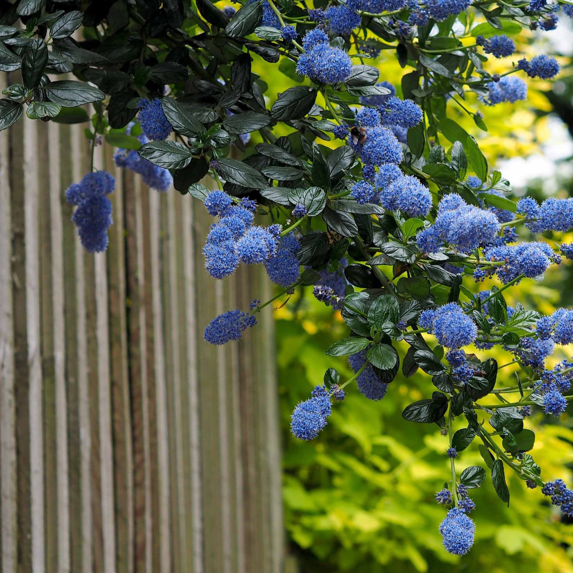 Ceanothus - Kalifornischer Flieder - Säckelblume Victoria - Ceanothus impressus Victoria