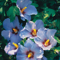 Sammlung von Gartenhibiskus auf Stamm (x2) - Hibiscus syriacus - Bakker