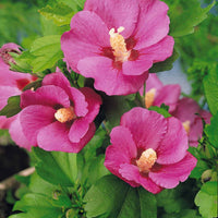Hibiscus syriacus - Sammlung von Gartenhibiskus auf Stamm (x2) - Hibiskus