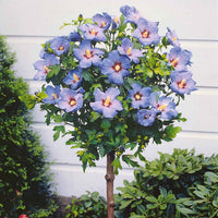 Hibiskus - Sammlung von Gartenhibiskus auf Stamm (x2) - Hibiscus syriacus