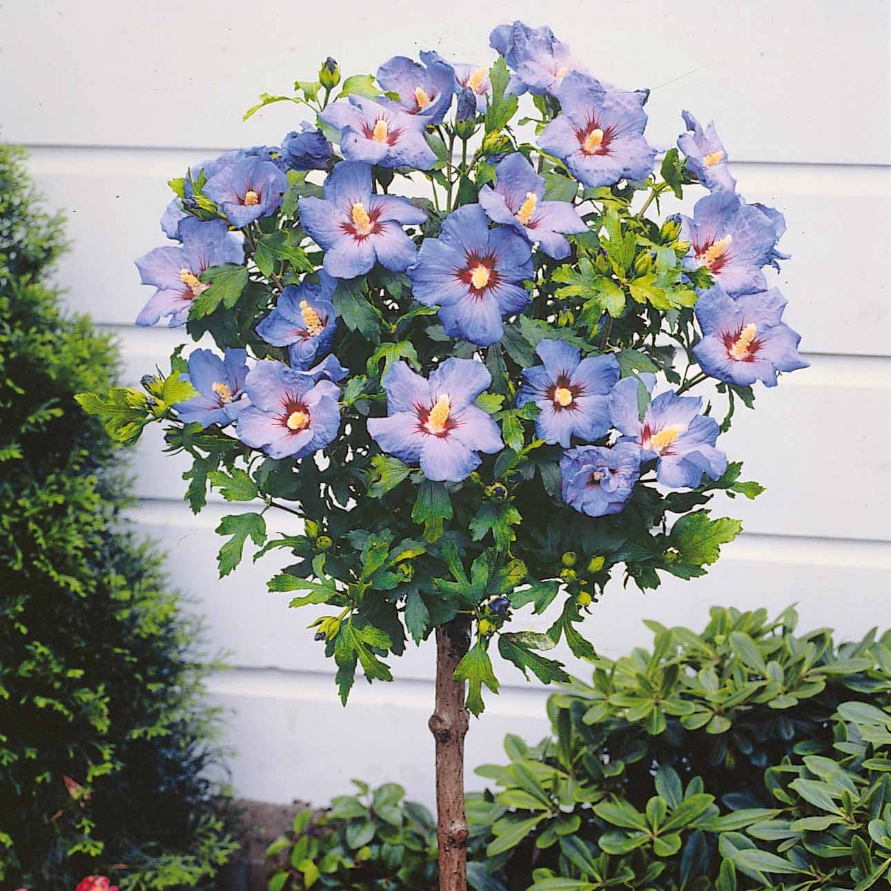 Hibiskus - Sammlung von Gartenhibiskus auf Stamm (x2) - Hibiscus syriacus