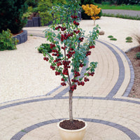Minikirschen (Burlat, Van, Napoleon) (x3) - Prunus avium van, napoleon, burlat - Bakker