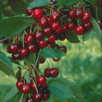 Kirschbäume - Minikirschen (Burlat, Van, Napoleon) (x3) - Prunus avium van, napoleon, burlat
