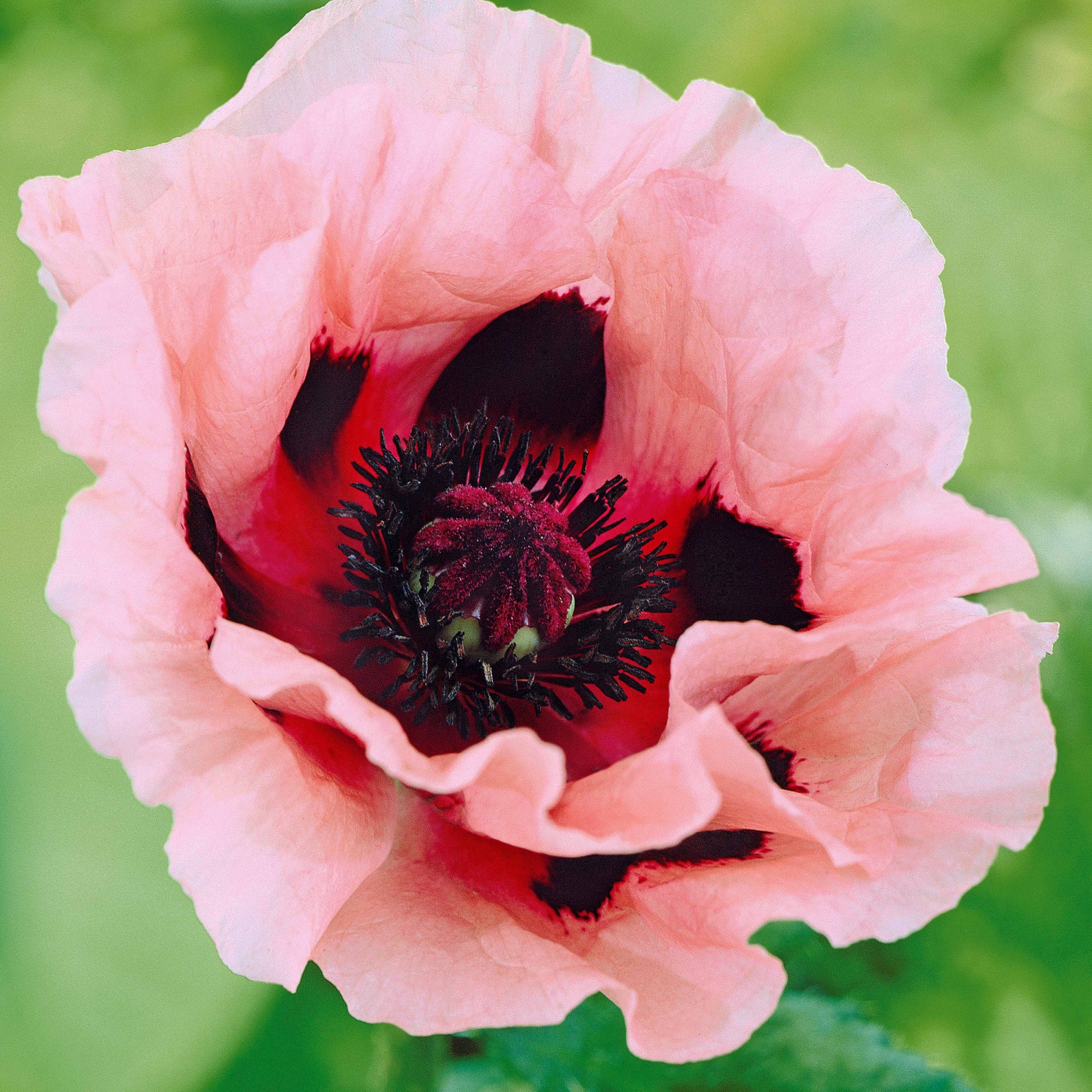 Orientalischer Mohn 'Little Candy Floss' (x3) - Bakker