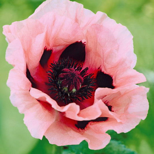 Orientalischer Mohn 'Little Candy Floss' (x3) - Bakker
