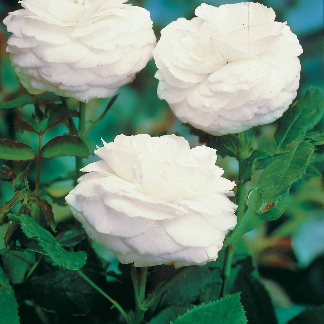 Verkauf Botanische Rosen (x2) - Rosa rugosa hansa , boule de neige