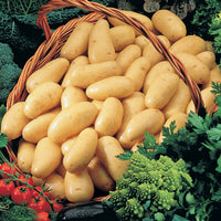 Kartoffelkollektion: Amandine, Jeannette, Blanche. (x80) - Solanum tuberosum 'amandine', 'jeannette', 'blanche' - Bakker