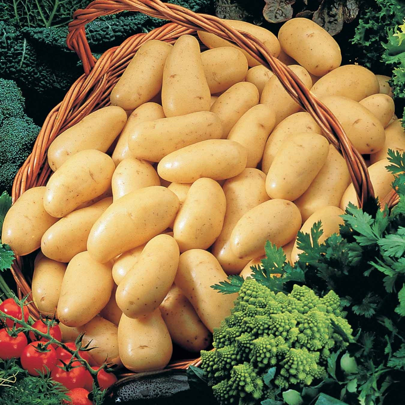 Kartoffelkollektion: Amandine, Jeannette, Blanche. (x80) - Solanum tuberosum 'amandine', 'jeannette', 'blanche' - Bakker