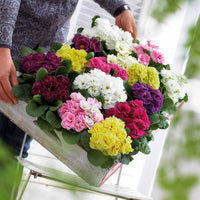 Doppelprimel in DoublePrincess-Mischung (x3) - Bakker