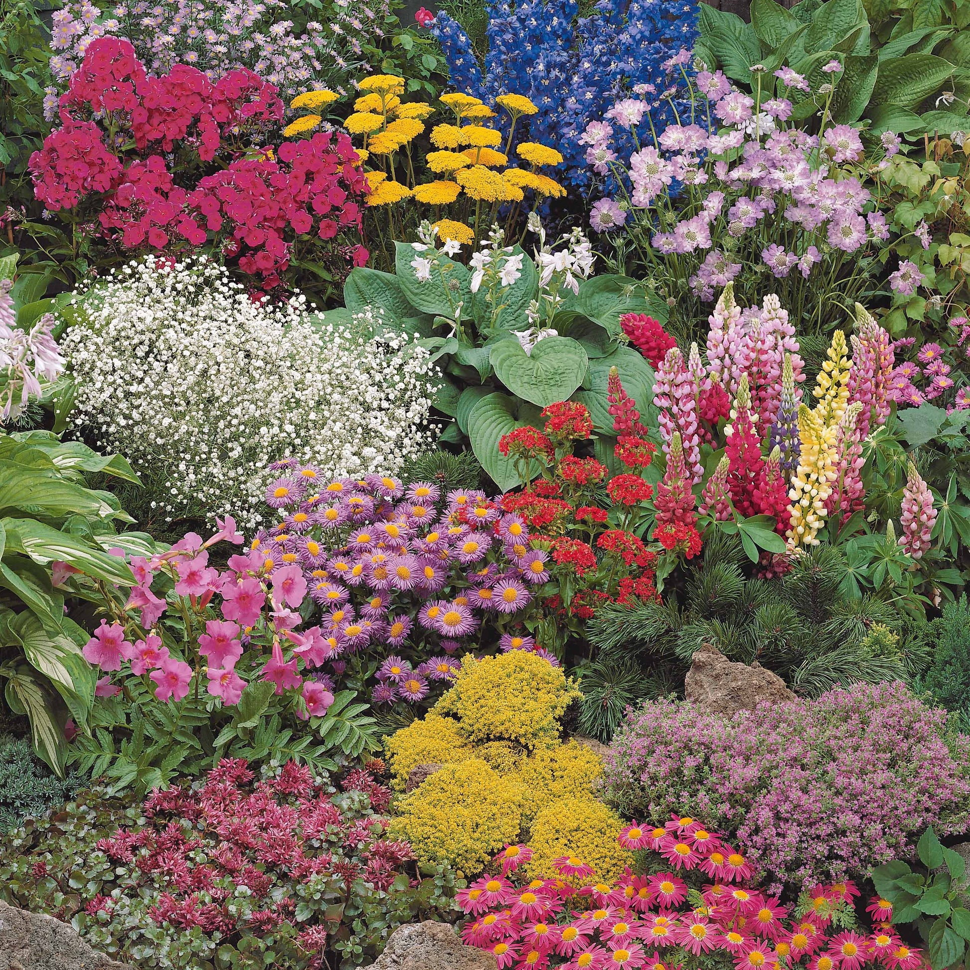 Sedum acre, Hosta, Aster, Erigeron speciosus Rosa Jewel, Delphinium, Phlox paniculata, Thymus serpyllum, Sedum spurium, Incarvillea Delavayi, Achillea , Gypsophila paniculata, Lupinus - Stauden-Kollektion gemischt (x12) ca. 2 m² - Blühende Stauden