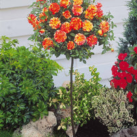 Rosa (m) armida + mousha - Stammrosen (Armida, Mousha) (x2) - Rosen