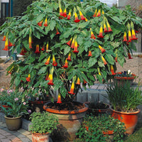 Brugmansia-Sammlung: Rot und Gold, Gelb, Rosa. (x3) - Brugmansia - Bakker