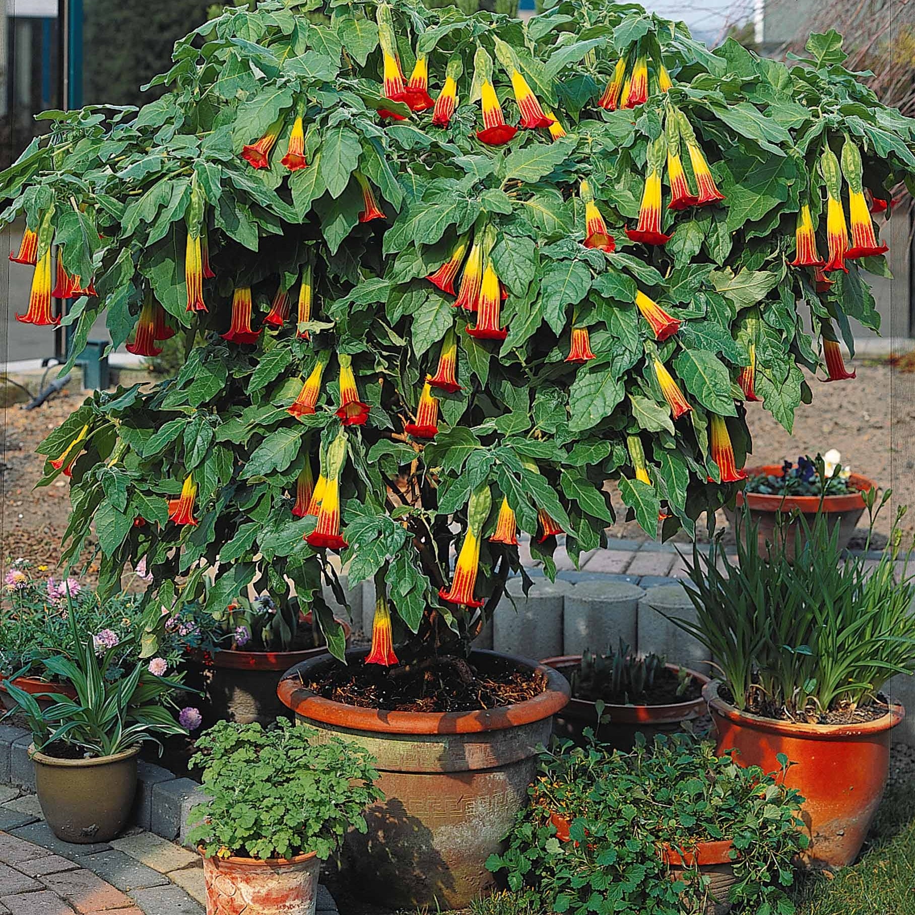 Brugmansia-Sammlung: Rot und Gold, Gelb, Rosa. (x3) - Brugmansia - Bakker