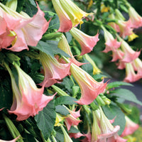 Brugmansia-Sammlung: Rot und Gold, Gelb, Rosa. (x3) - Brugmansia - Bakker