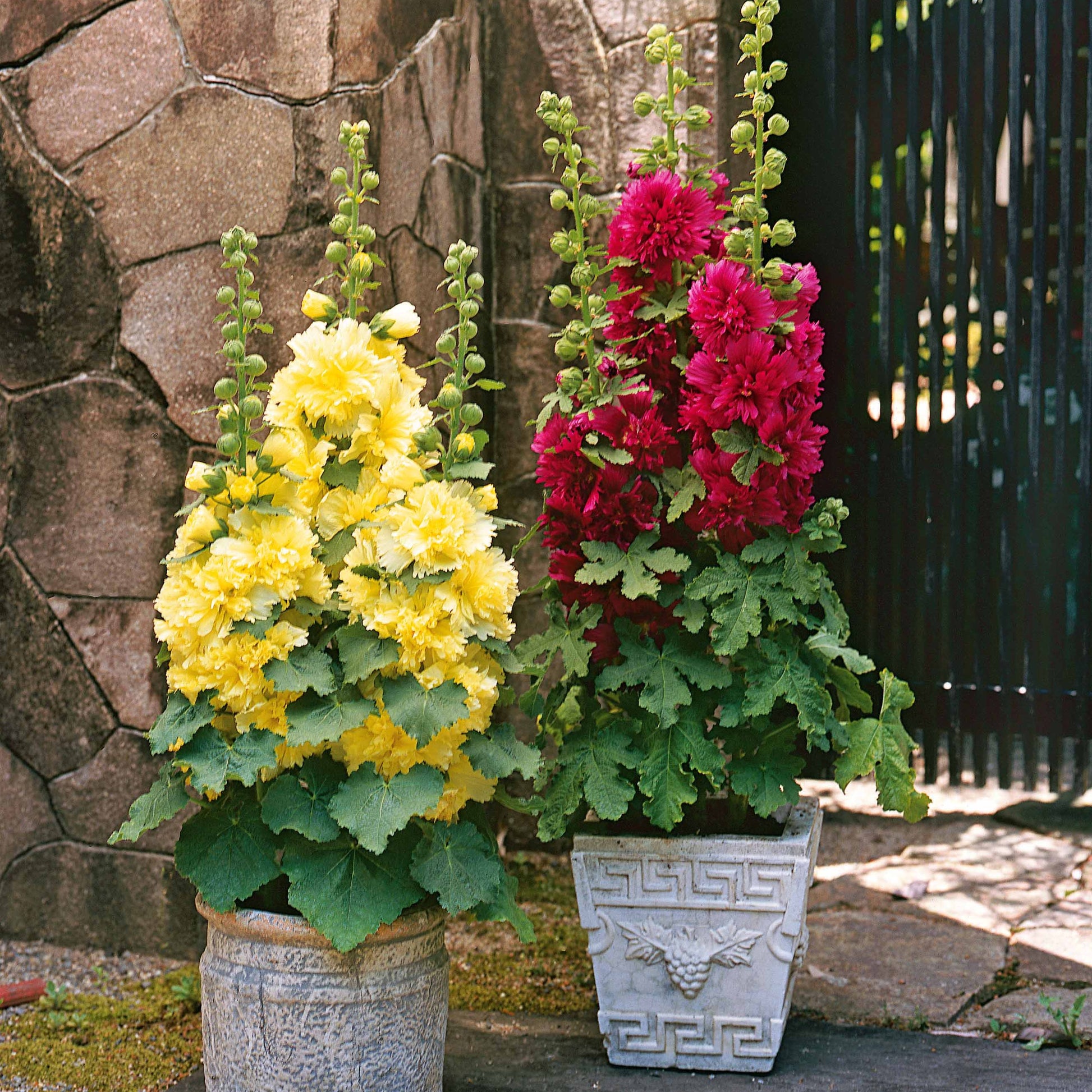 Sammlung von Zwerg-Stockrosen (x3) - Alcea rosea spring celebrities 'crimson red' + 'lemon' + 'purple' - Bakker