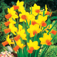 Narcissus 'jet fire', 'rip van winkle','tête à têt - Kollektion mini Narzissen (x30) - Narzissen-Zwiebeln