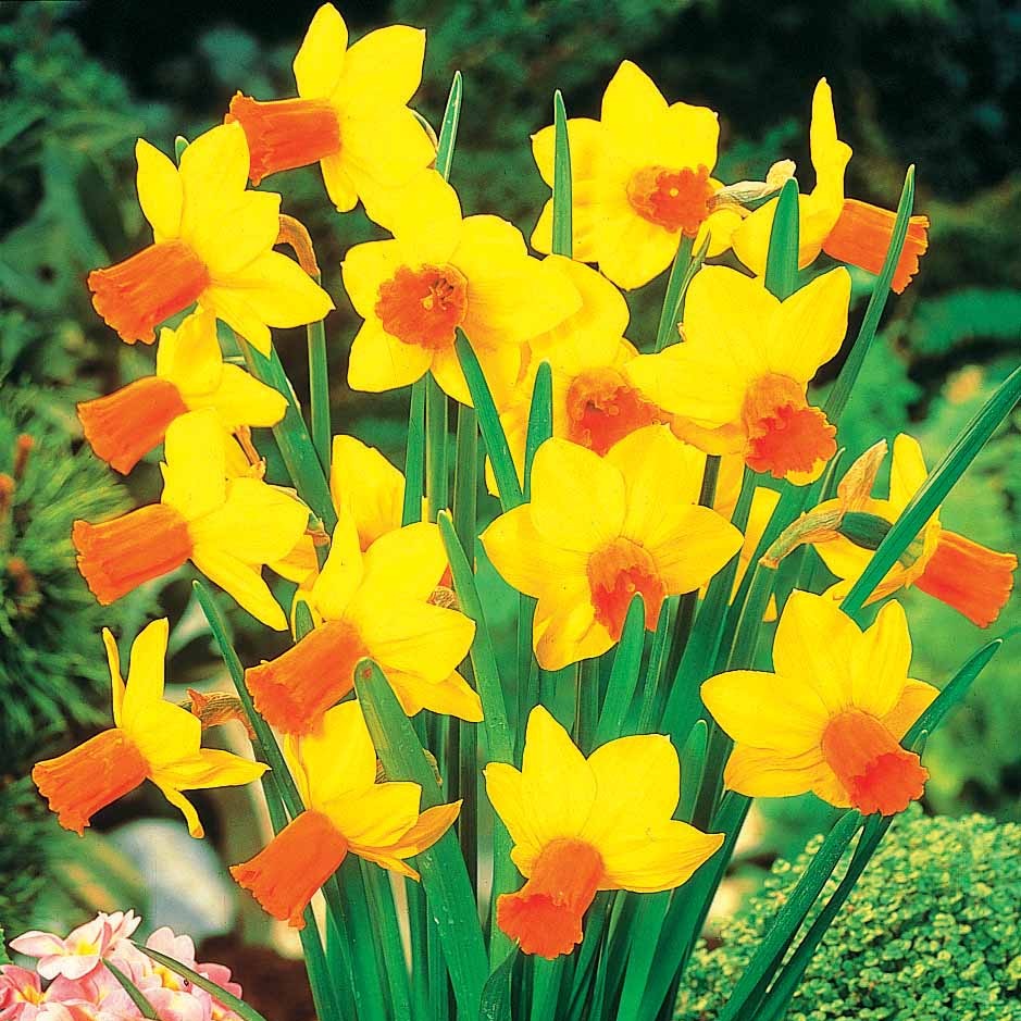 Narcissus 'jet fire', 'rip van winkle','tête à têt - Kollektion mini Narzissen (x30) - Narzissen-Zwiebeln