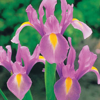 Iris hollandica frans hals, rosario, tiger eyes, b - Holländische Schwertlilien Mischung (x40) - Iris-Zwiebeln
