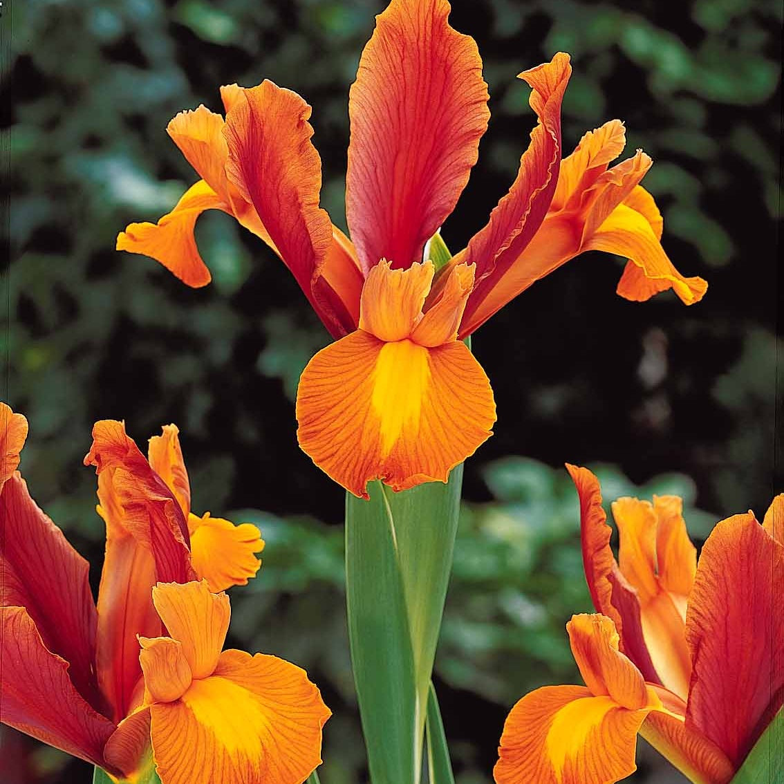 Verkauf Holländische Schwertlilien Mischung (x40) - Iris hollandica frans hals, rosario, tiger eyes, b