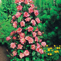Rosa shalom + haendel + westerland+korbin - Strauchrosen-Kollektion 'Shalom', 'Korbin', 'Westerland', 'Handel' (x4) - Rosen - Nackte Wurzeln