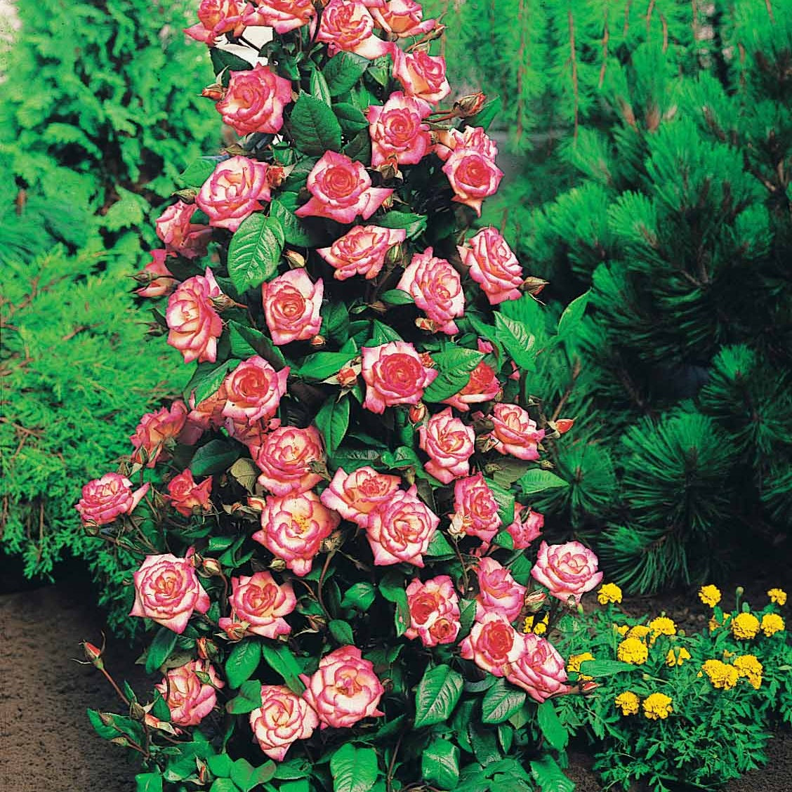 Rosa shalom + haendel + westerland+korbin - Strauchrosen-Kollektion 'Shalom', 'Korbin', 'Westerland', 'Handel' (x4) - Rosen - Nackte Wurzeln