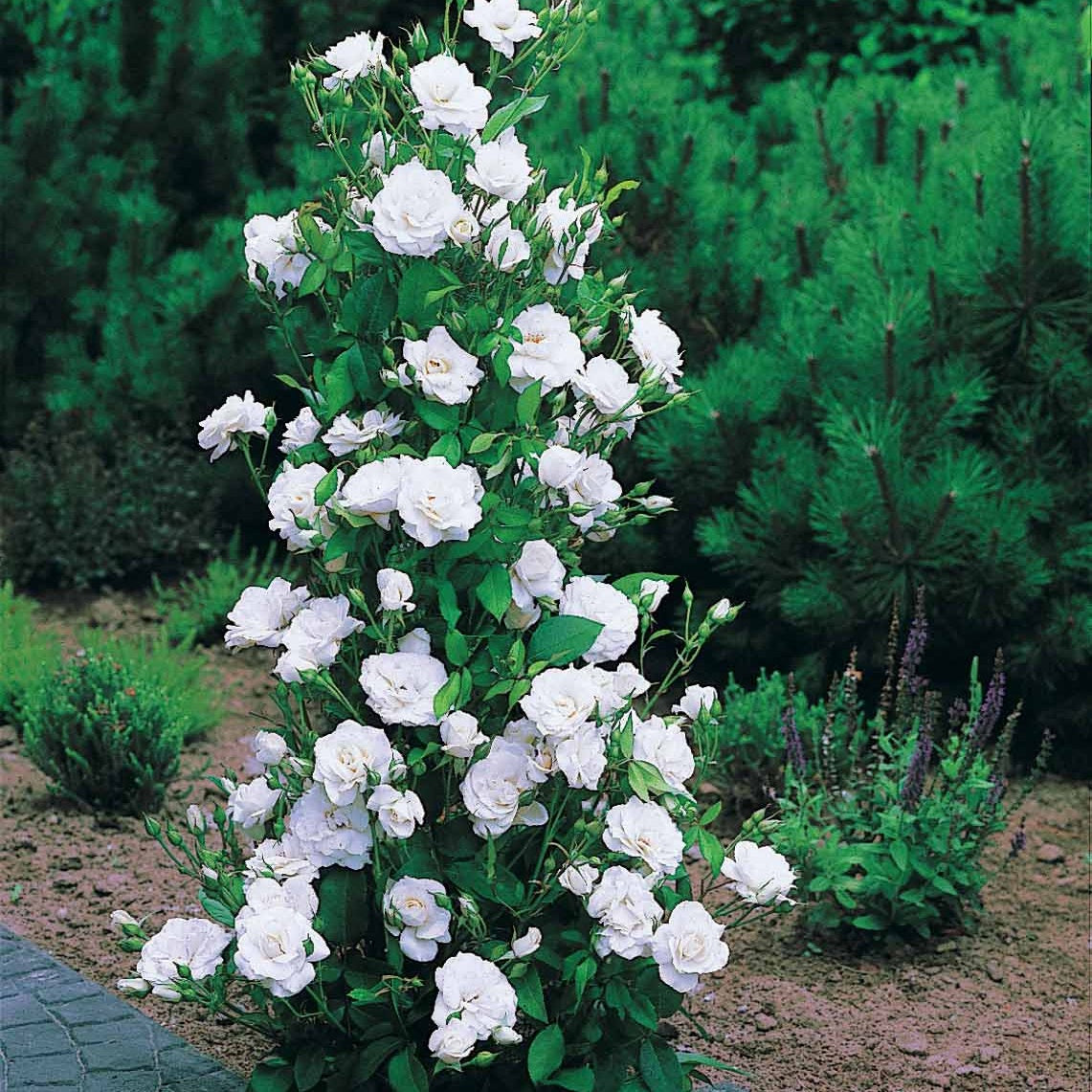 Rosen - Nackte Wurzeln - Strauchrosen-Kollektion 'Shalom', 'Korbin', 'Westerland', 'Handel' (x4) - Rosa shalom + haendel + westerland+korbin