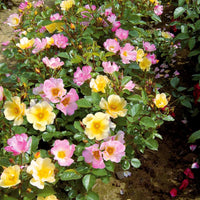 Kollektion Bodendeckerrosen (Happy Chappy + Wonderland) (x6) - Rosa happy chappy , wonderland - Bakker