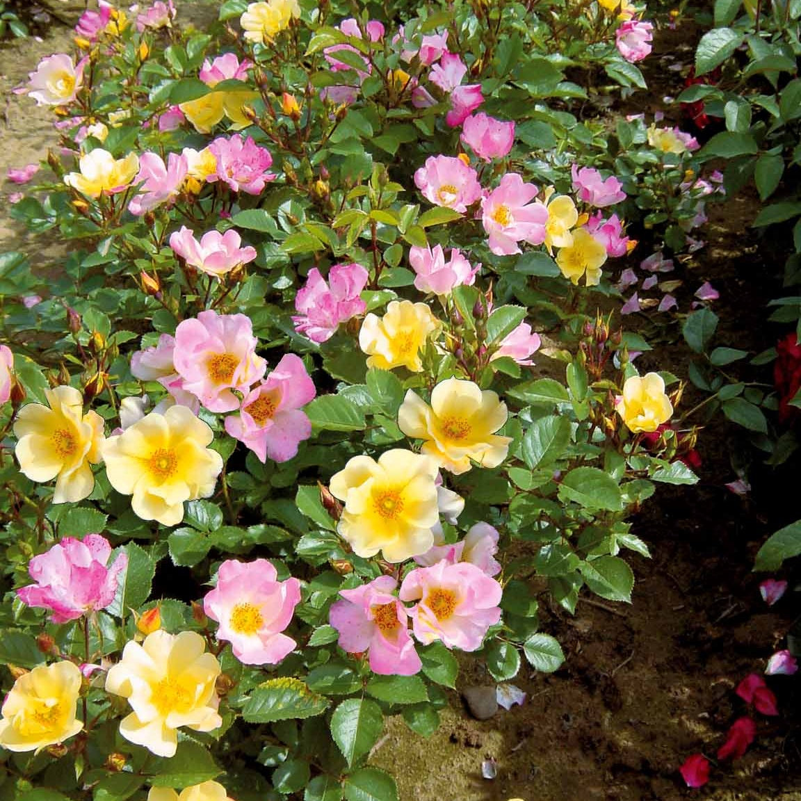 Kollektion Bodendeckerrosen (Happy Chappy + Wonderland) (x6) - Rosa happy chappy , wonderland - Bakker