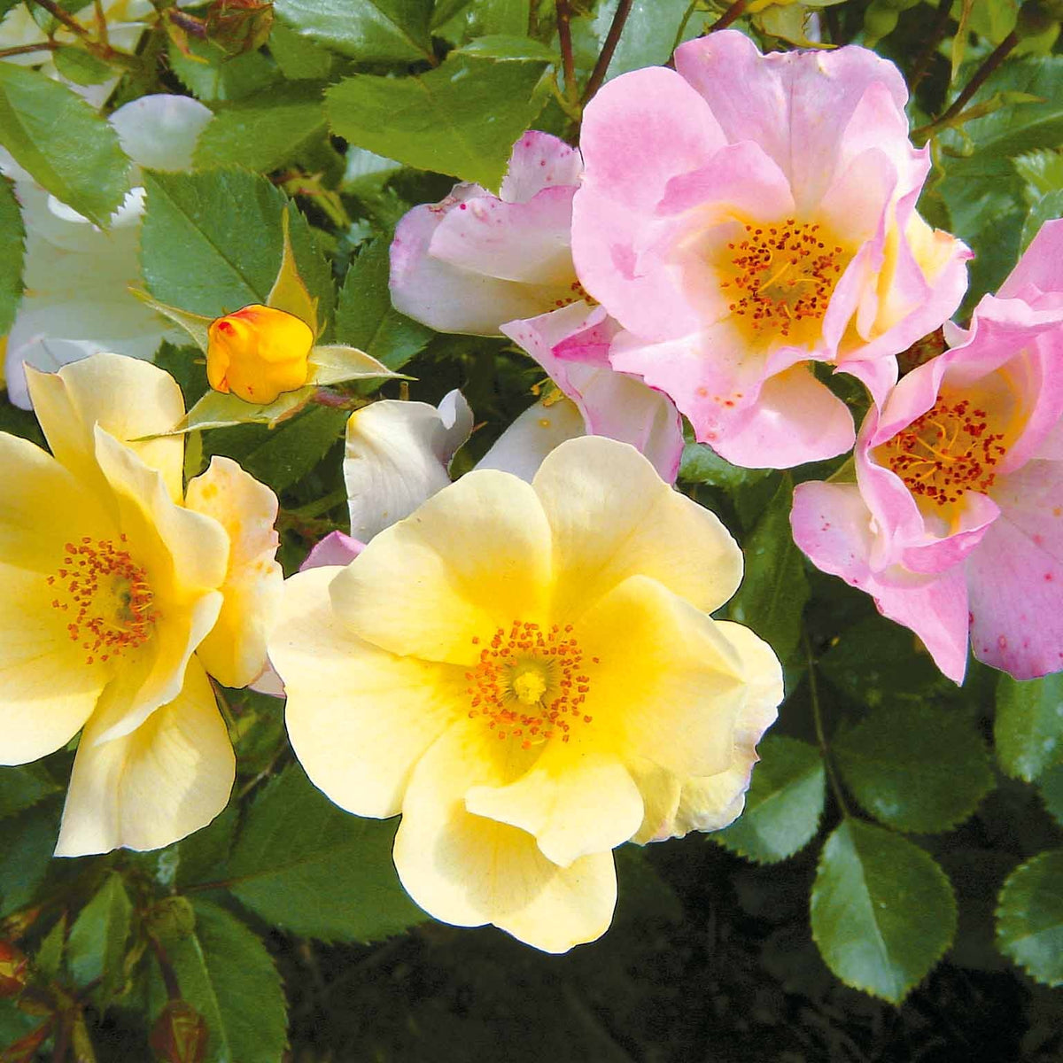 Kollektion Bodendeckerrosen (Happy Chappy + Wonderland) (x6) - Bakker