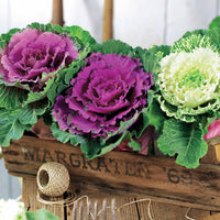 Zierkohl in Mischung (x3) - Brassica - Bakker
