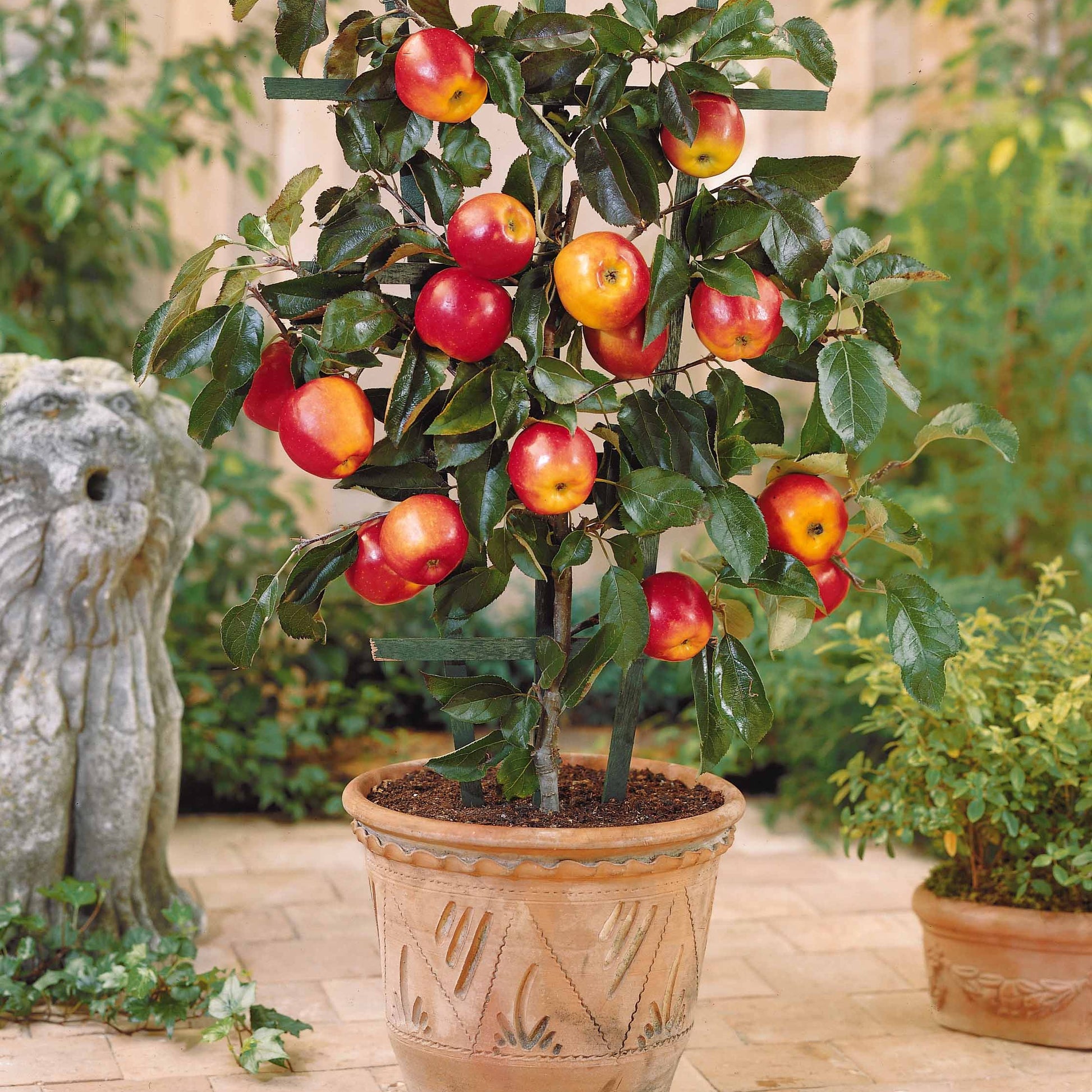 Sommer-Miniobst-Kollektion (x4) - Pyrus communis, Prunus salicina ,Malus domestica, Prunus avium - Bakker