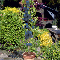 Pyrus communis, Prunus salicina ,Malus domestica, Prunus avium - Sommer-Miniobst-Kollektion (x4) - Obstbäume für die Terrasse