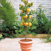 Verkauf Sommer-Miniobst-Kollektion (x4) - Pyrus communis, Prunus salicina ,Malus domestica, Prunus avium