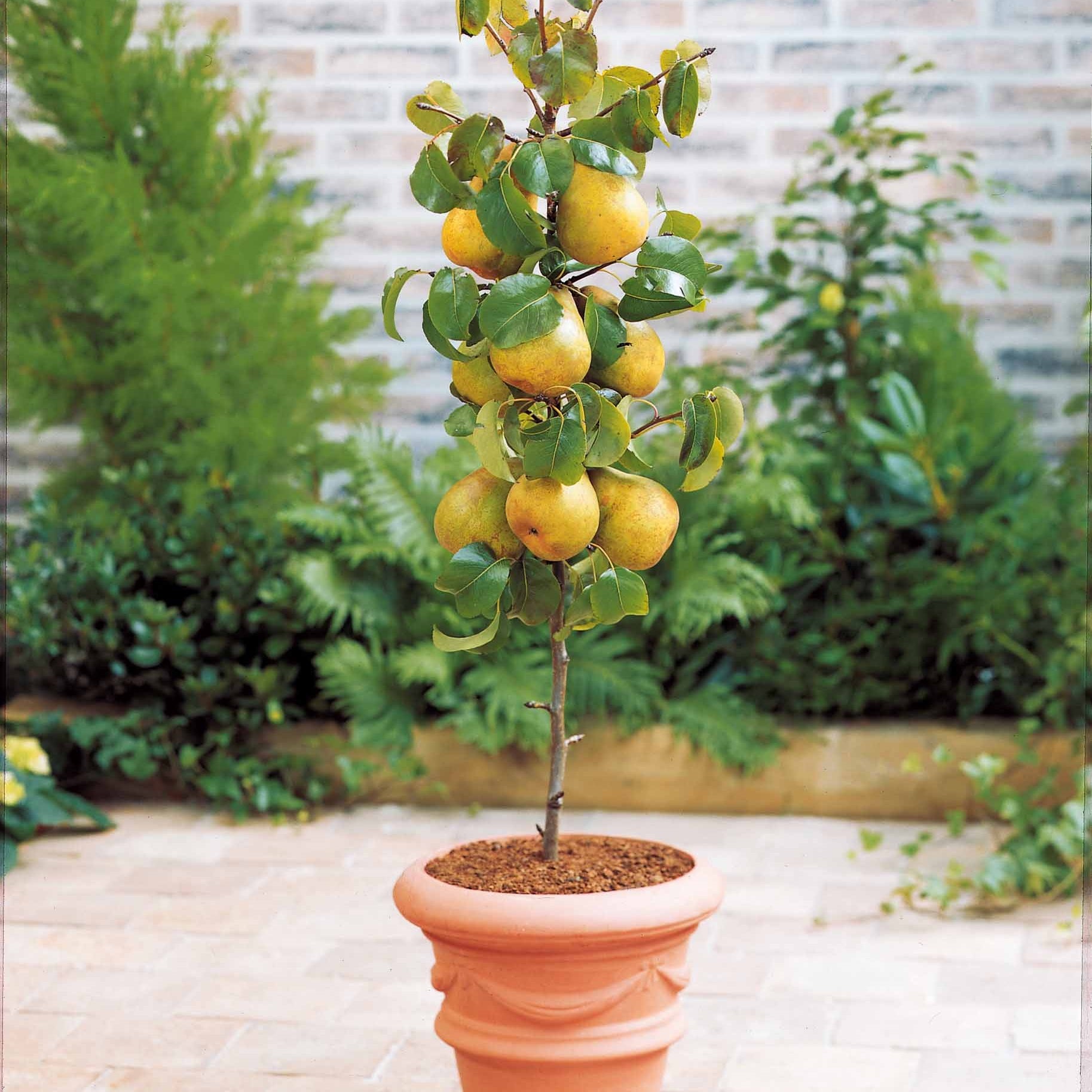 Verkauf Sommer-Miniobst-Kollektion (x4) - Pyrus communis, Prunus salicina ,Malus domestica, Prunus avium