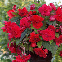 Duft-Begonien Mischung (x9) - Begonia 'red glory', 'angélique''pink delight' - Bakker