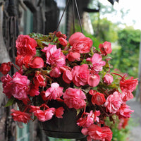 Begonia 'red glory', 'angélique''pink delight' - Duft-Begonien Mischung (x9) - Begonien-Zwiebeln