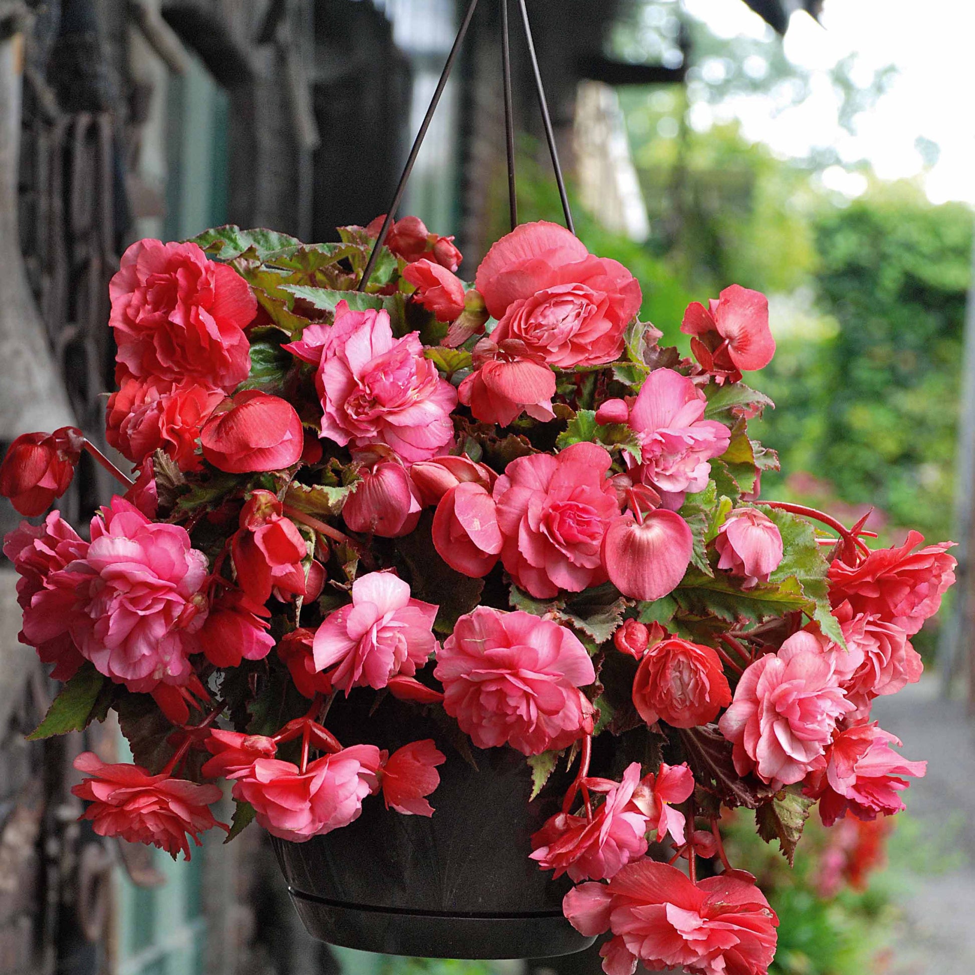 Begonia 'red glory', 'angélique''pink delight' - Duft-Begonien Mischung (x9) - Begonien-Zwiebeln