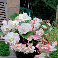 Begonien-Zwiebeln - Duft-Begonien Mischung (x9) - Begonia 'red glory', 'angélique''pink delight'
