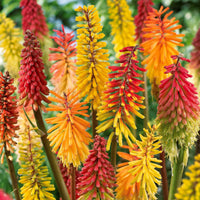Raketenblumen Mischung (x3) - Bakker