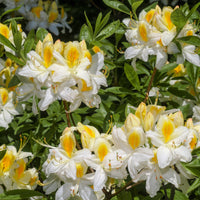 China-Azaleen Kollektion Orange/Gelb/Weiß (x3) - Rhododendron (Azalea) mollis - Bakker