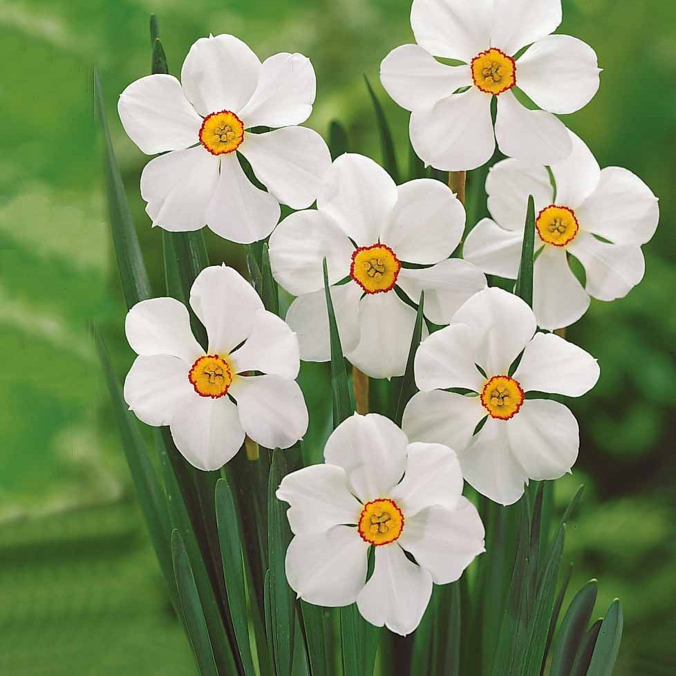 Narzissen-Zwiebeln - Narzissen-Kollektion 'Fortune' & 'Rijnveld Early Sensation' (x30) - Narcissus 'Fortune', 'Rijnveld Early Sensation', 'Actaea'