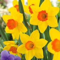 Verkauf Narzissen-Kollektion 'Fortune' & 'Rijnveld Early Sensation' (x30) - Narcissus 'Fortune', 'Rijnveld Early Sensation', 'Actaea'