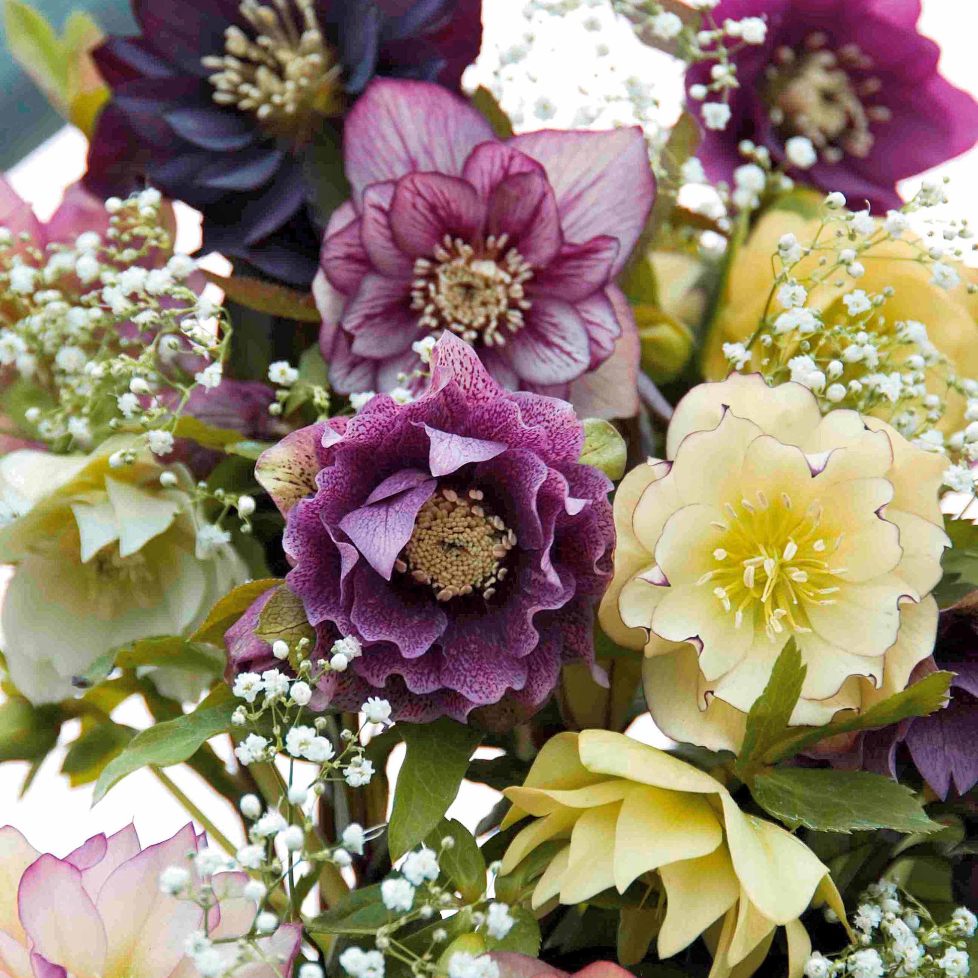 Christrosen Mischung (x3) - Helleborus orientalis - Bakker
