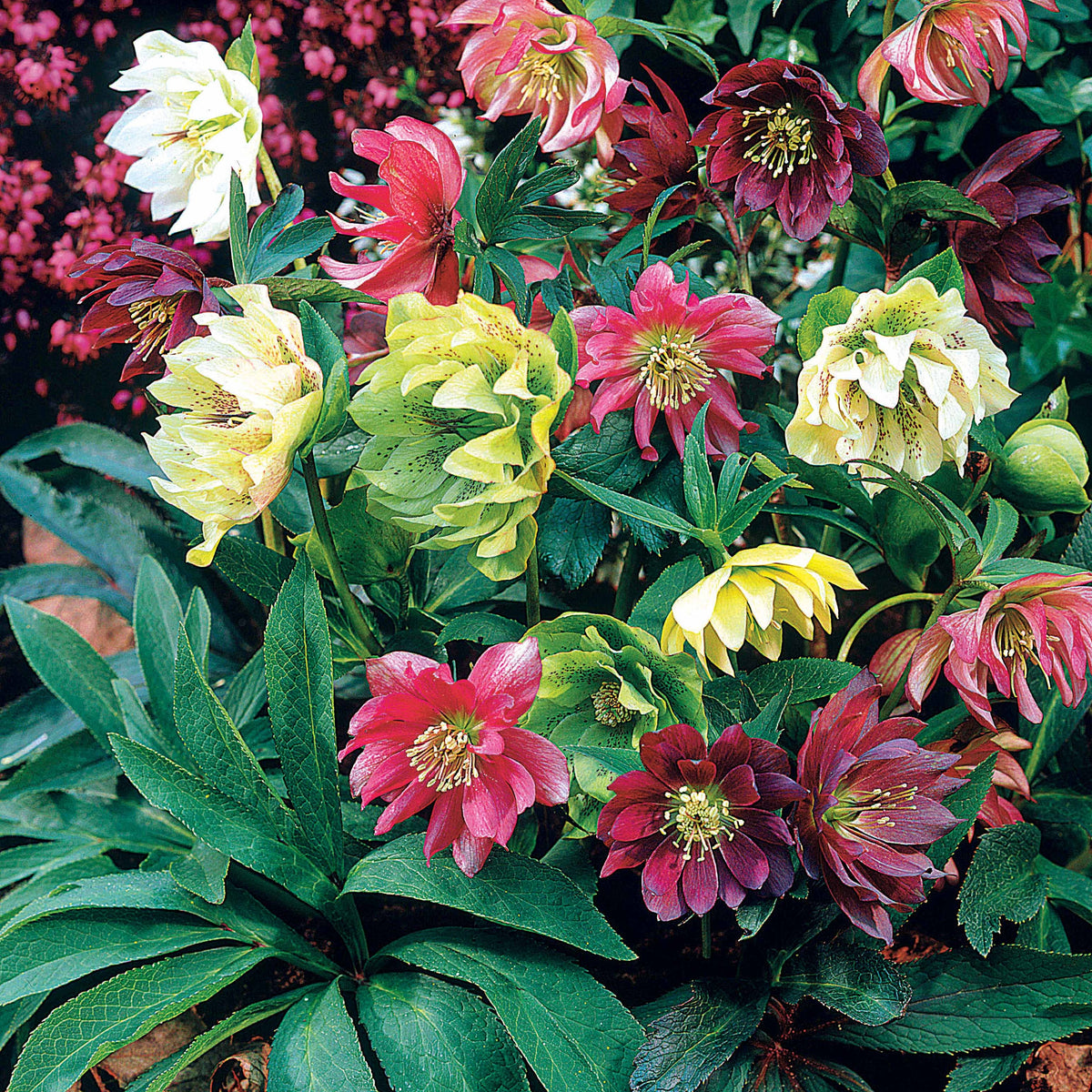 Christrosen Mischung (x3) - Bakker