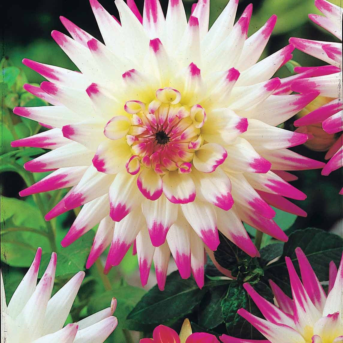 Kaktus-Dahlien Mischung (x8) - Dahlia 'haley jane', 'purple gem', 'oiseau de feu' - Bakker