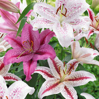 Orientalische Tigerlilien Mischung (x6) - Bakker