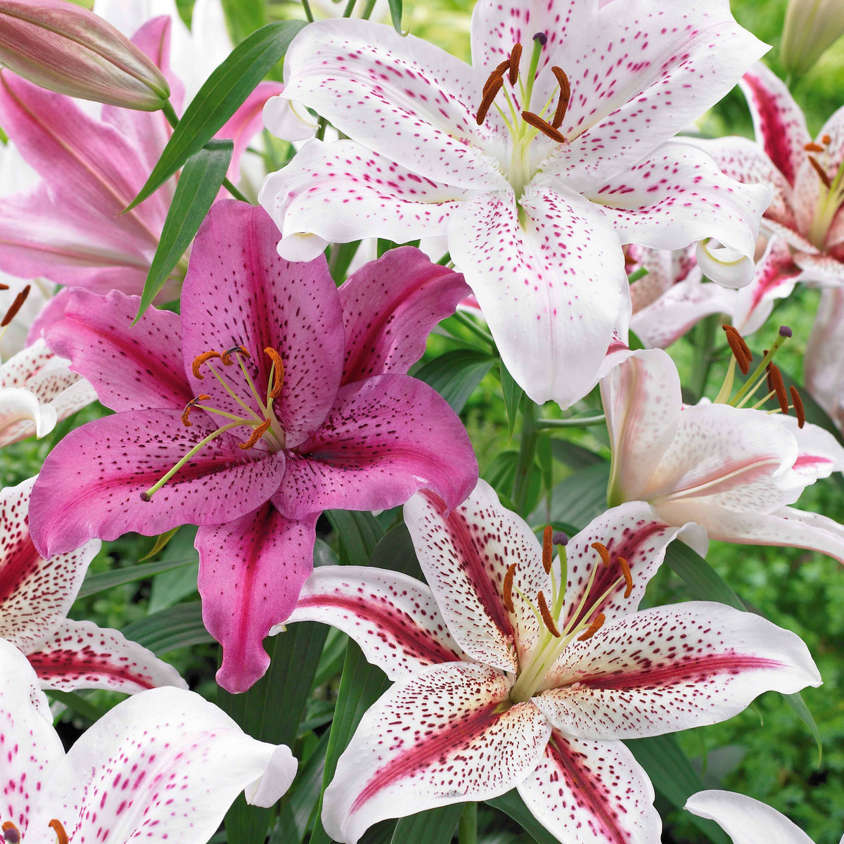 Orientalische Tigerlilien Mischung (x6) - Bakker
